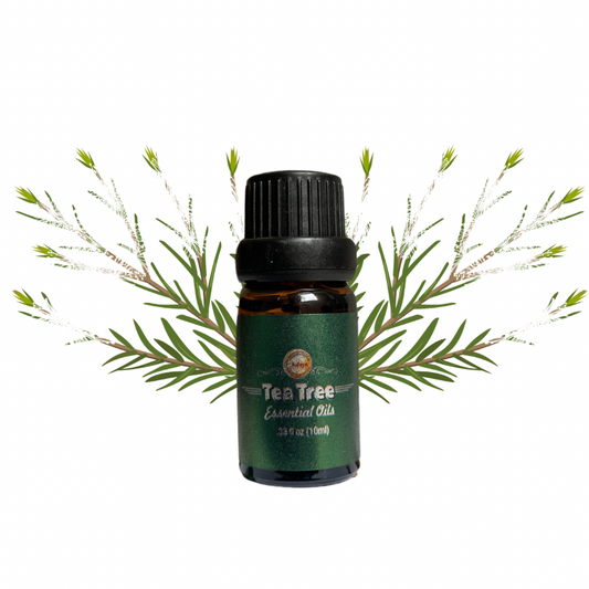 Óleo Essencial de Tea Tree